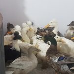 اردک کاکلی،مرواریدی،پروازی