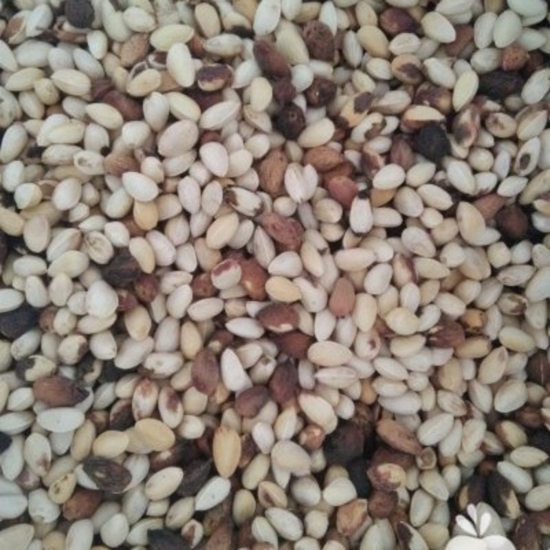 خریدار انواع پسته